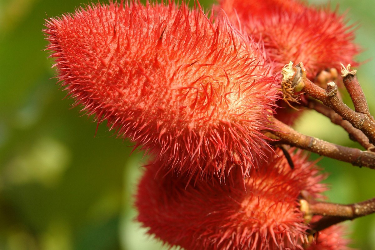 Achiote (Orleáník barvířský) - multifunkční peruánská bylina