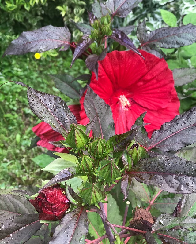 Ibišek - Hibiscus v naší zahrádce - čaj Karkade