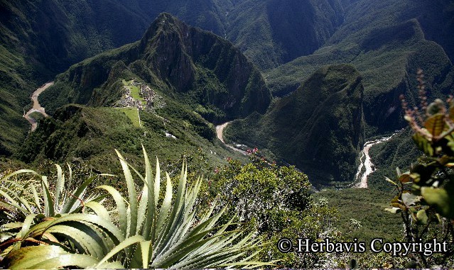 Peruánské byliny Herbavis