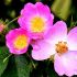 Divoká růže - léčivé vlastnosti, původ a použití