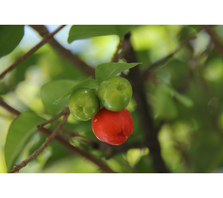 Acerola Vitamin C