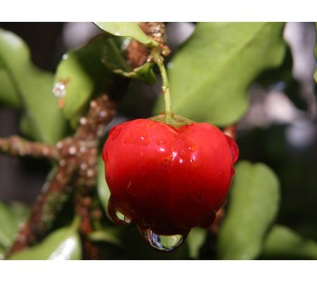 Acerola Vitamin C