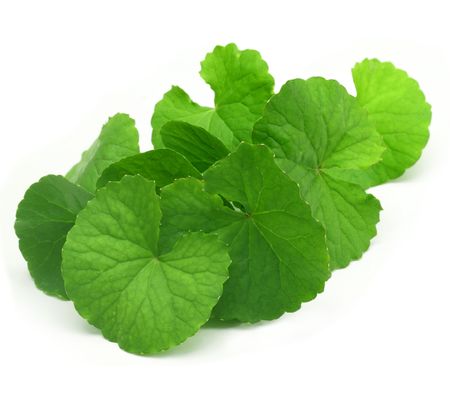 Gotu kola (Pupečník asijský)