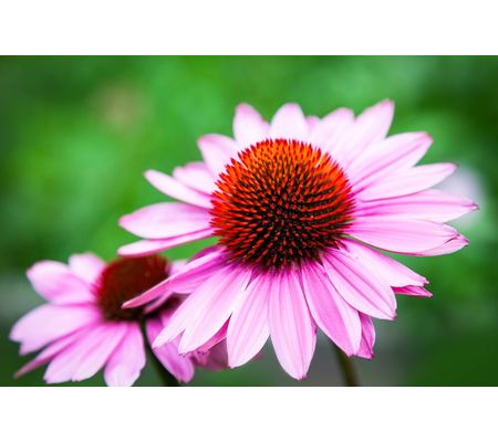 Echinacea (Třapatka)