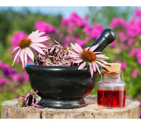 Echinacea (Třapatka)