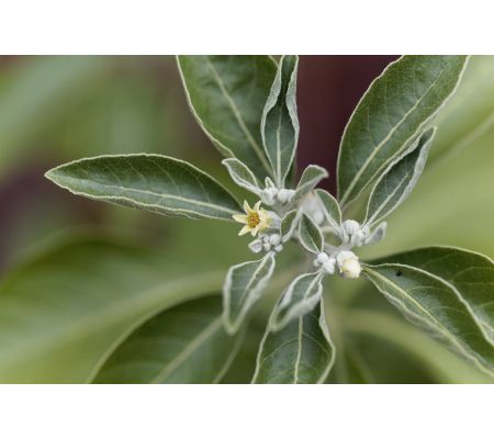 Ašvaganda (Ashwagandha)