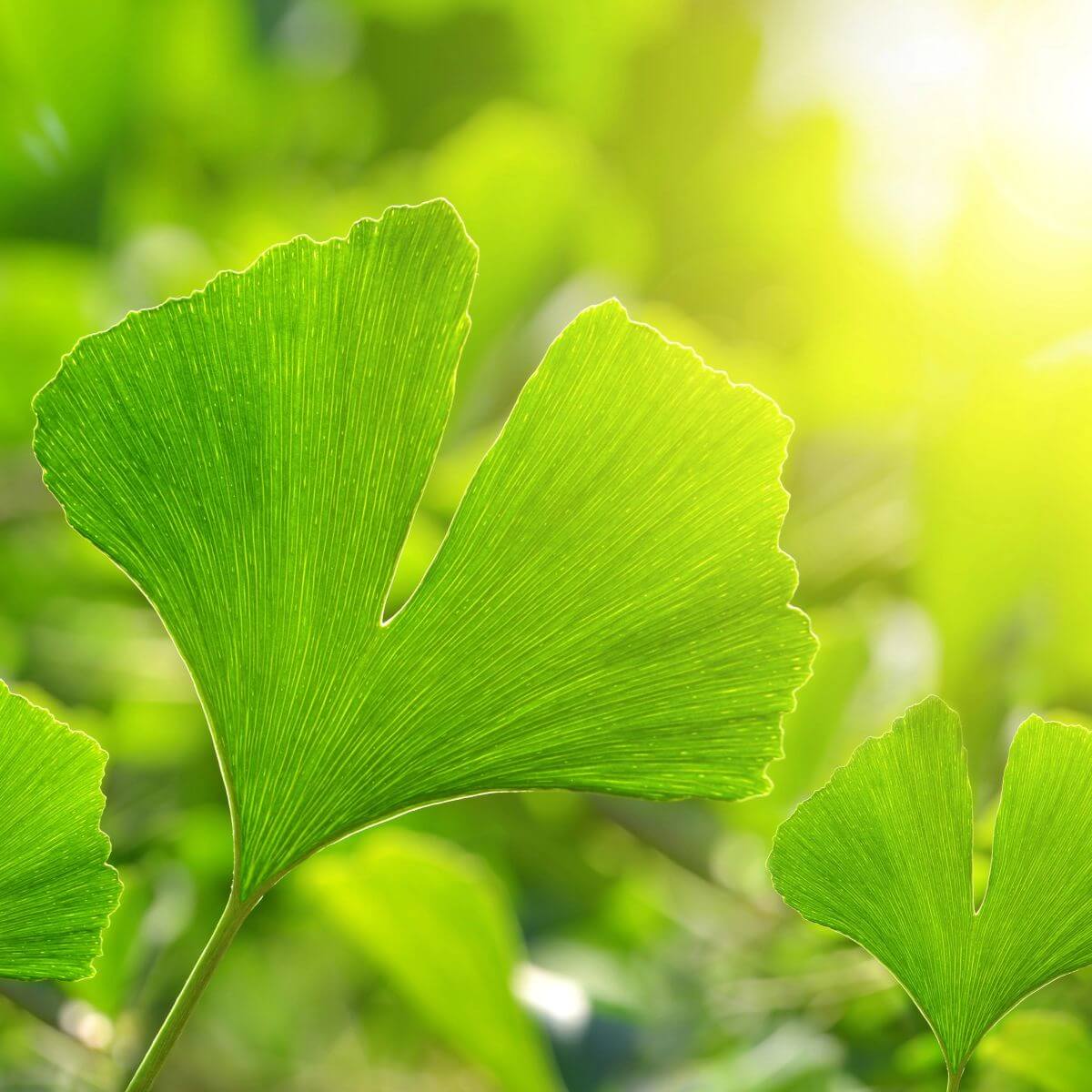 Ginkgo biloba miłorząb
